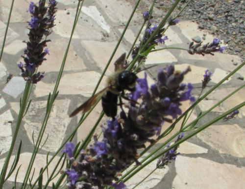 Megachile sculpturalis